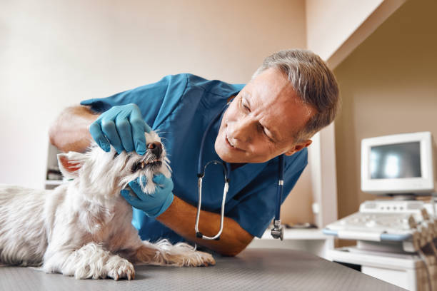  , DC Emergency Dentist Pros